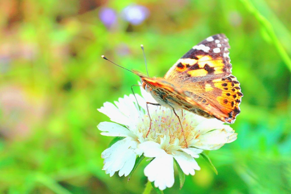 Photograph by Babak Akvan