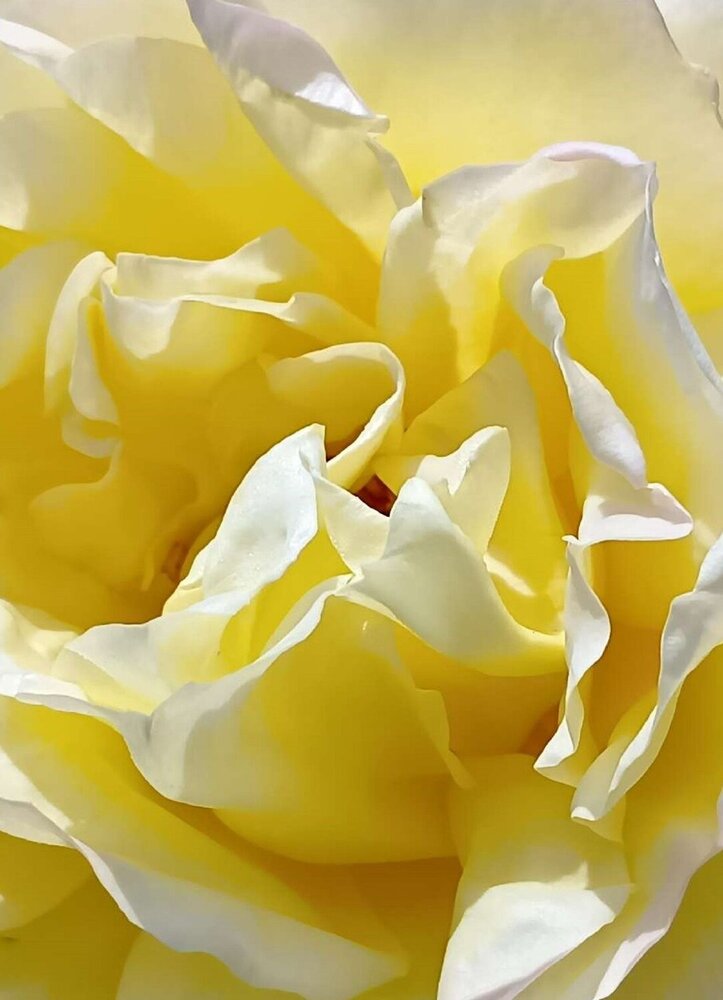 Rose Up