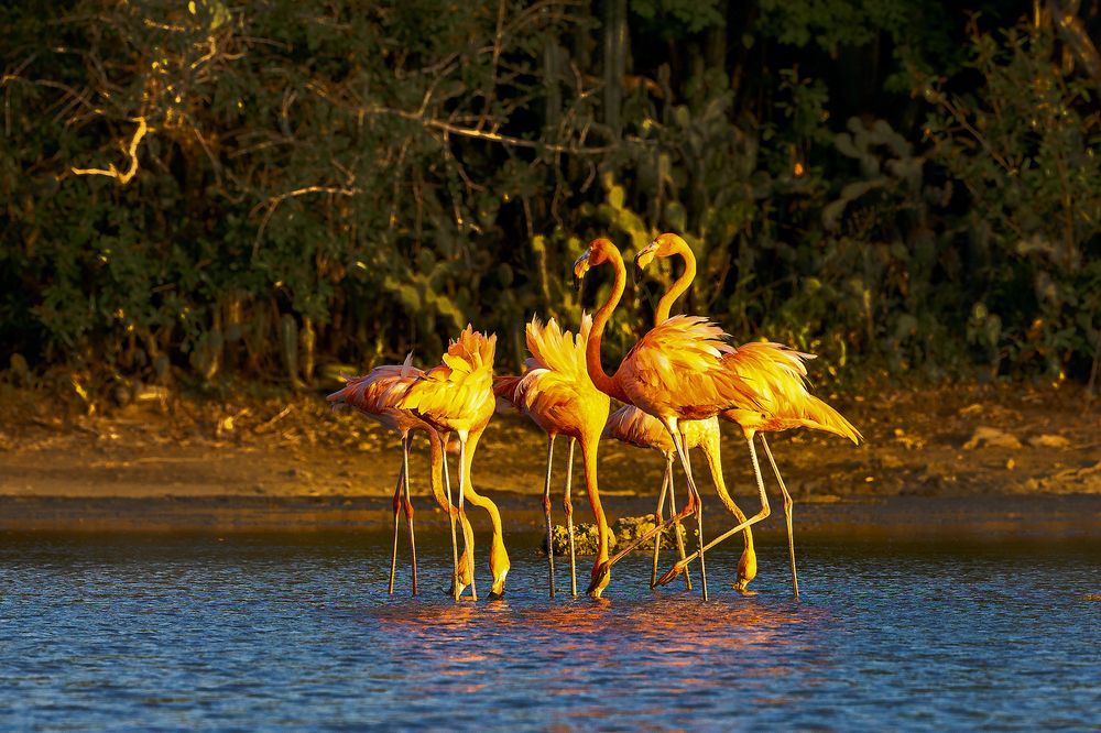 Beauty of Curacao. Flamingo.