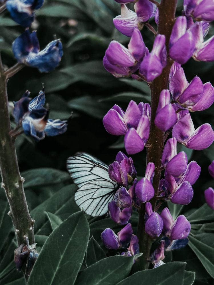 Photograph by Мария Петрова