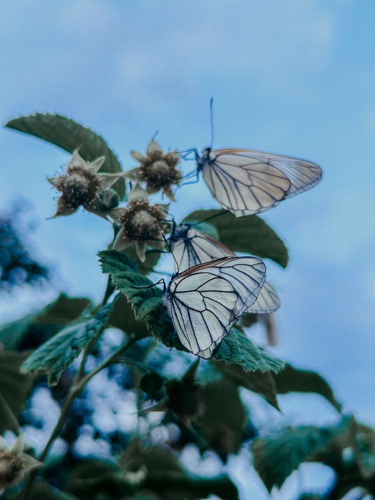 Photograph by Мария Петрова