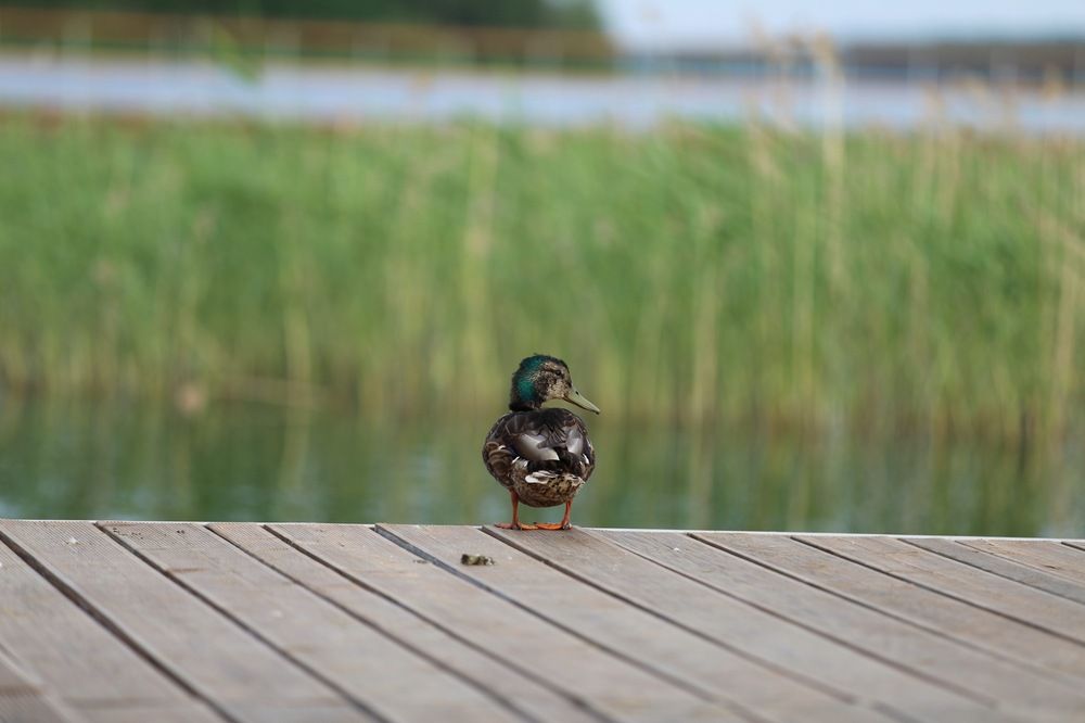 Photograph by Anatoliy Buyanov