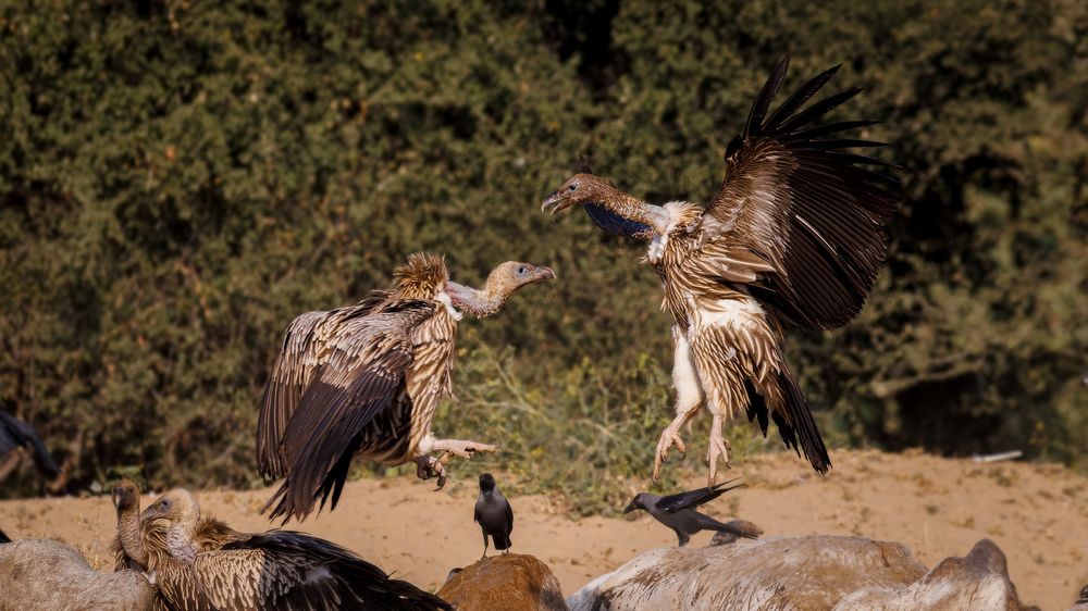 Two vultures fighting for supermacy near carrion