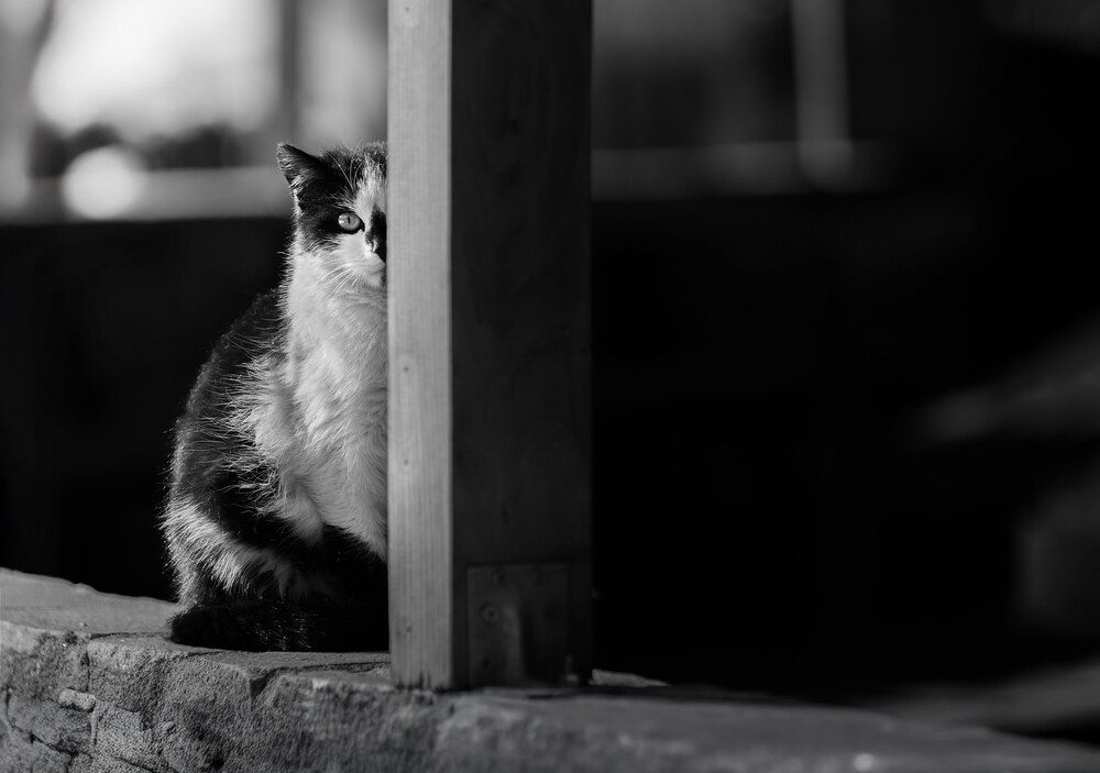 Фотография автора Martin Paunov