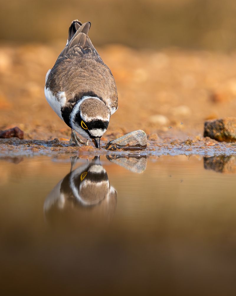 Little Ringed Plover