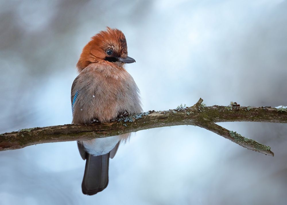 Сойка распушилась