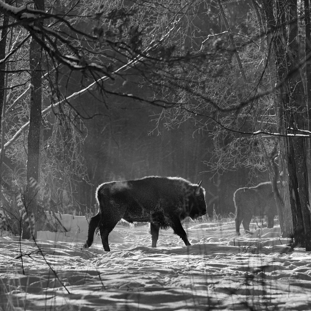 Photograph by Артем Явтушенко