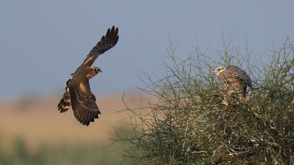 A Harrier attacking a Saker Falcon!