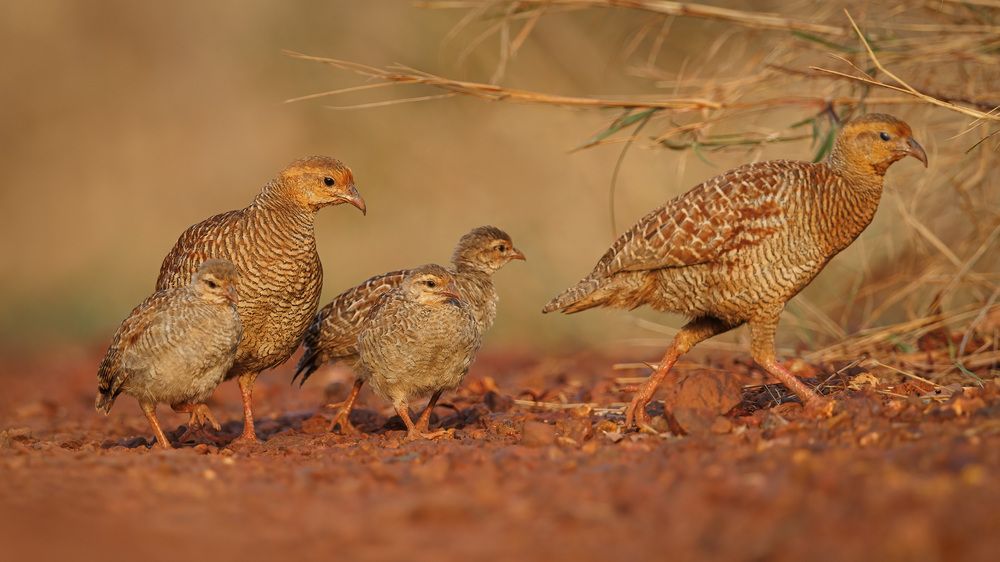A Grey Francolin getting his family to safety in the bushes