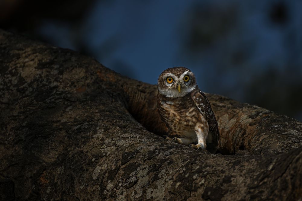 The Watchful Gaze – Spotted Owl in Its Natural Habitat