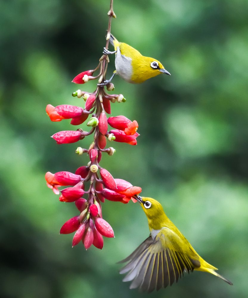 Photograph by Irene Chattopadhyay