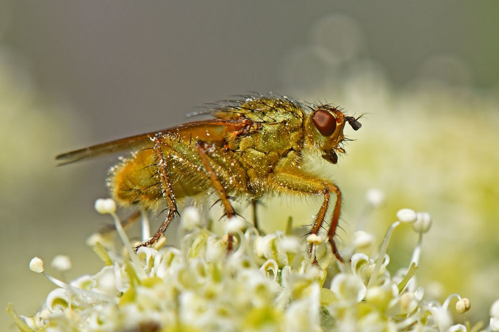 Фотография автора Ibrahim Alkan