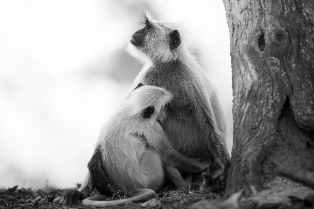 Mammals in monochrome