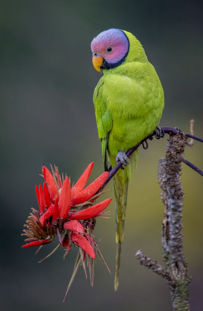 Photograph by Zayed Sanim