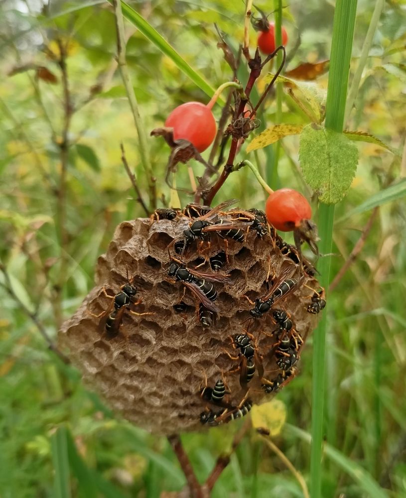 Photograph by Елена Шебанова