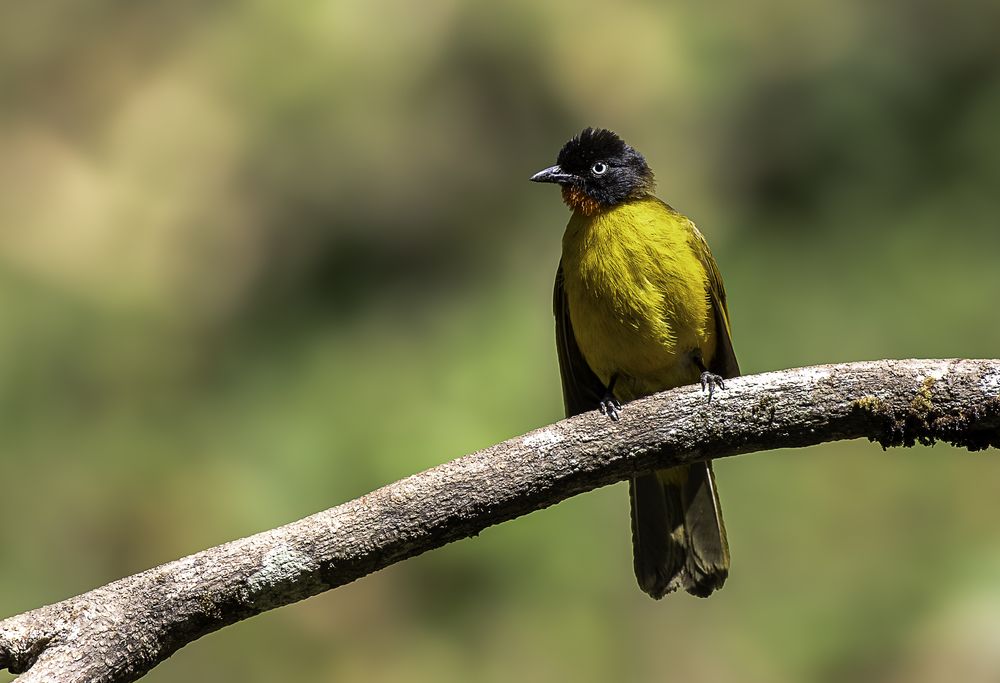 Photograph by Satish Nerlekar