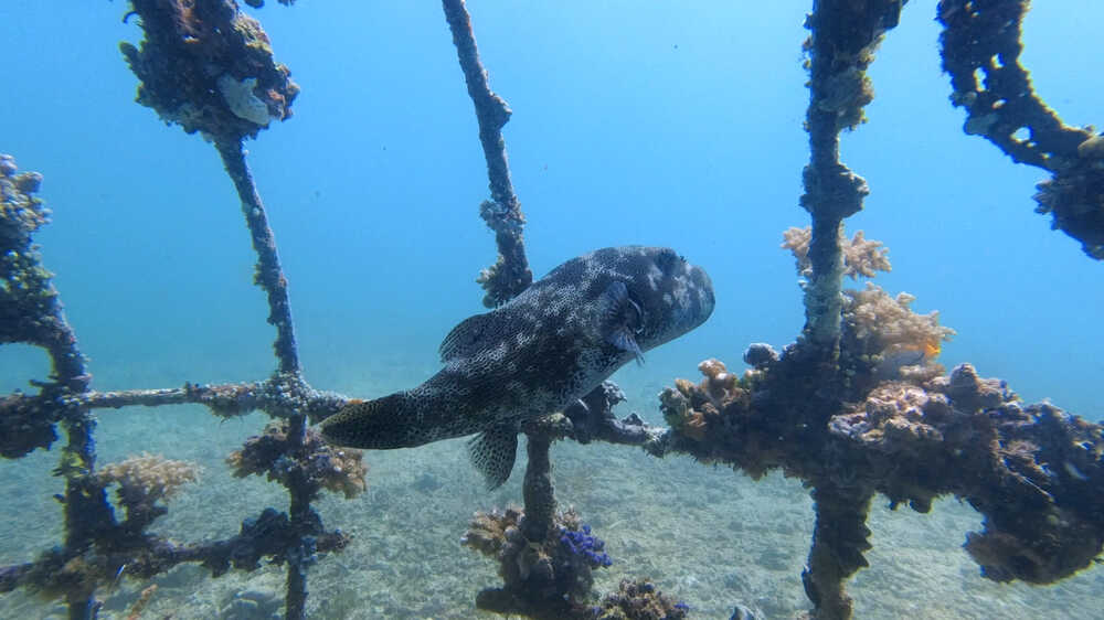 Pufferfish on an artificial coral reef