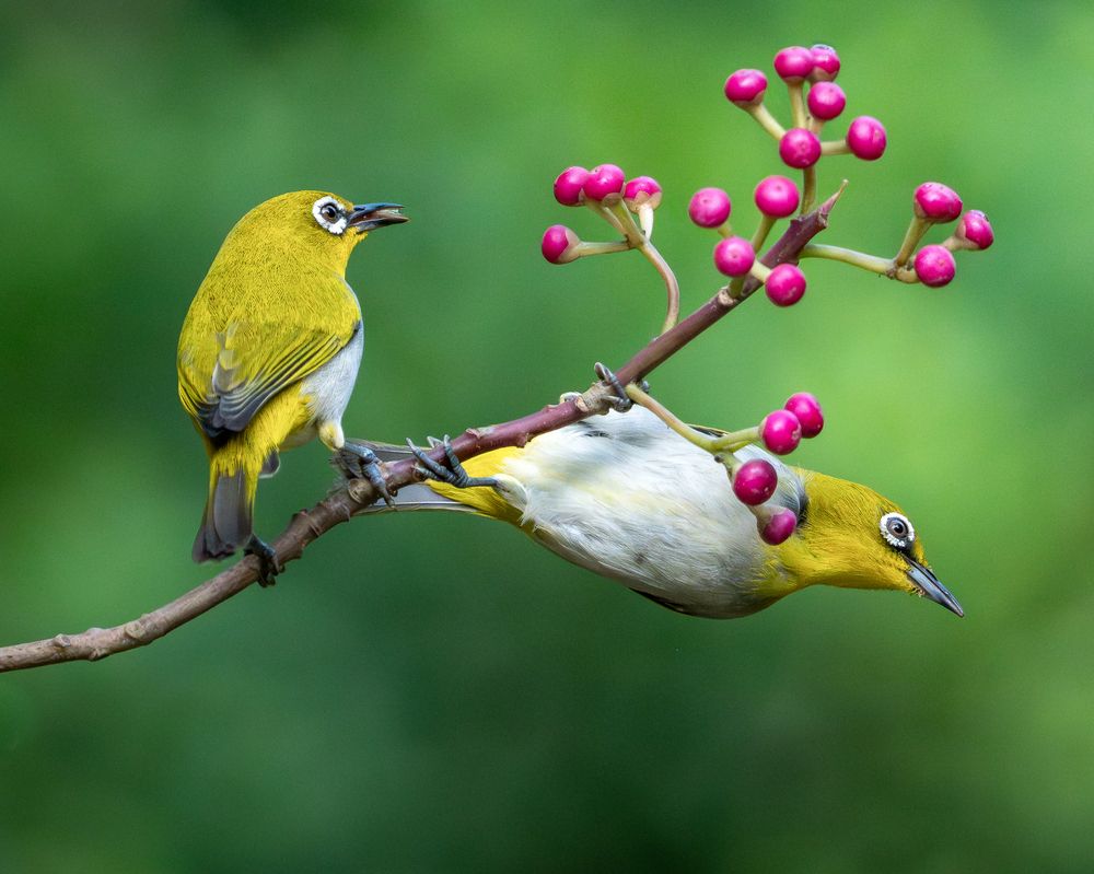 Indian White-Eye