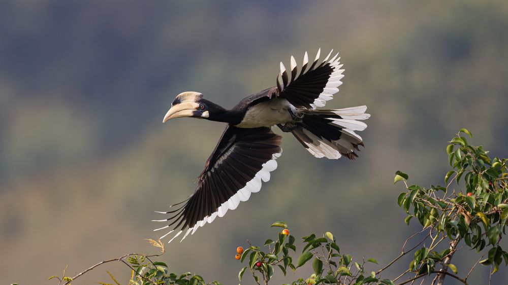 A Malabar Pied Hornbill chased away from a fig tree by crows