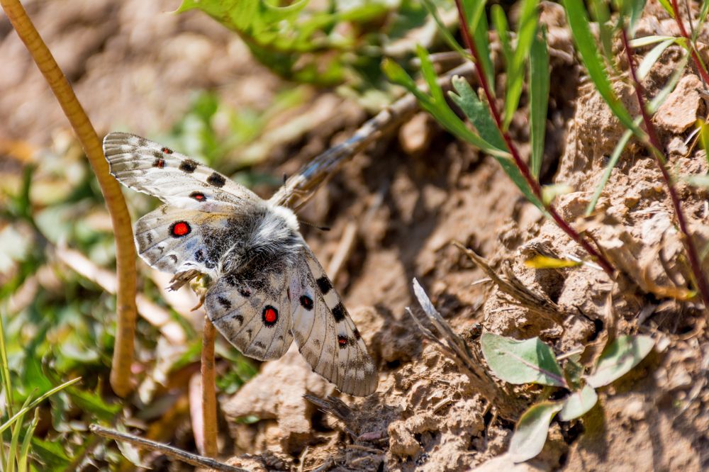 Photograph by Юлия Подлеснова