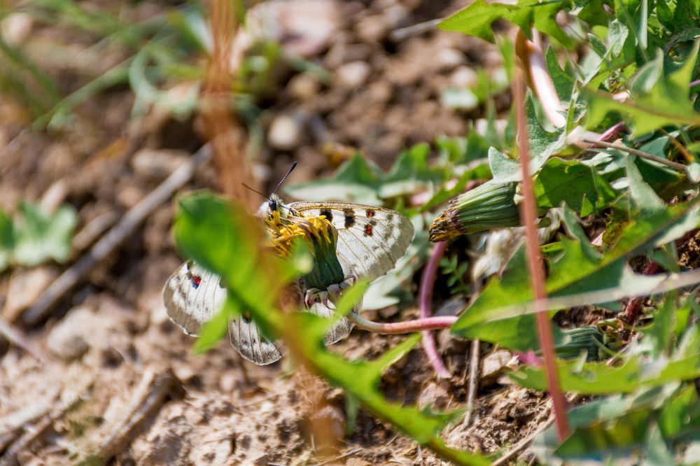 Photograph by Юлия Подлеснова