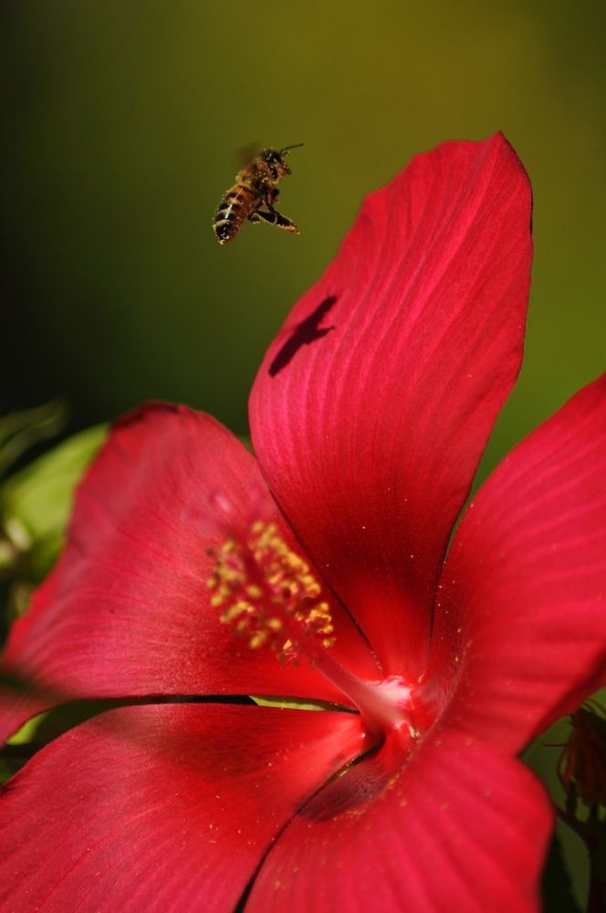 Photograph by Андрей Перец