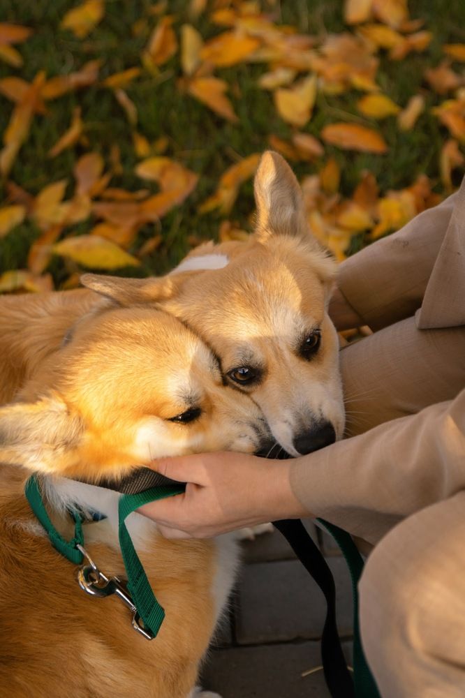 Корги - моя любовь