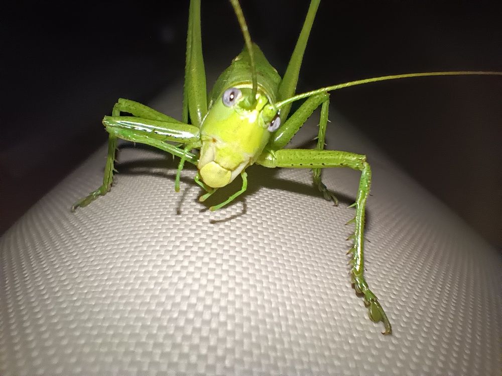 Photo #12002610