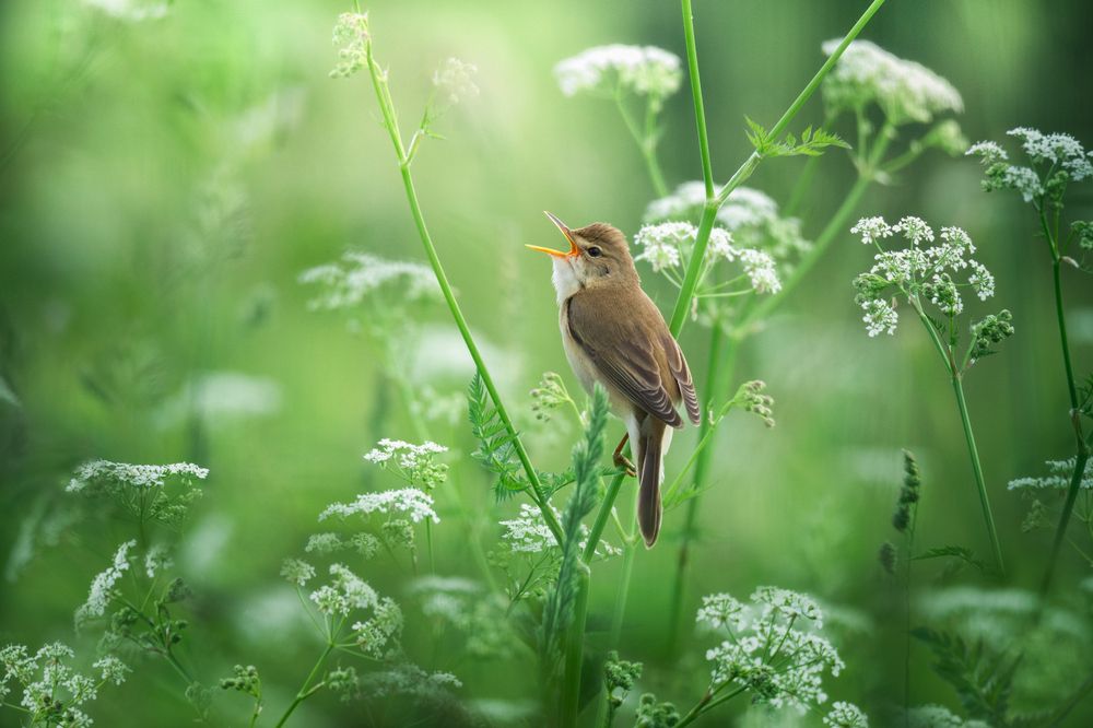 Ранняя пташка