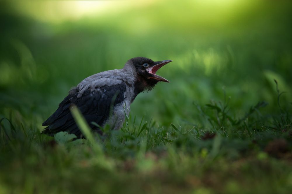 Голубоглазое чудо требует свой завтрак