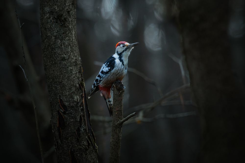 Там чудеса: там леший бродит ...