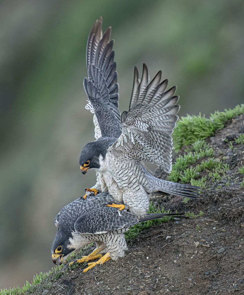 Peregrine Falcons Mating On Ocean Cliff