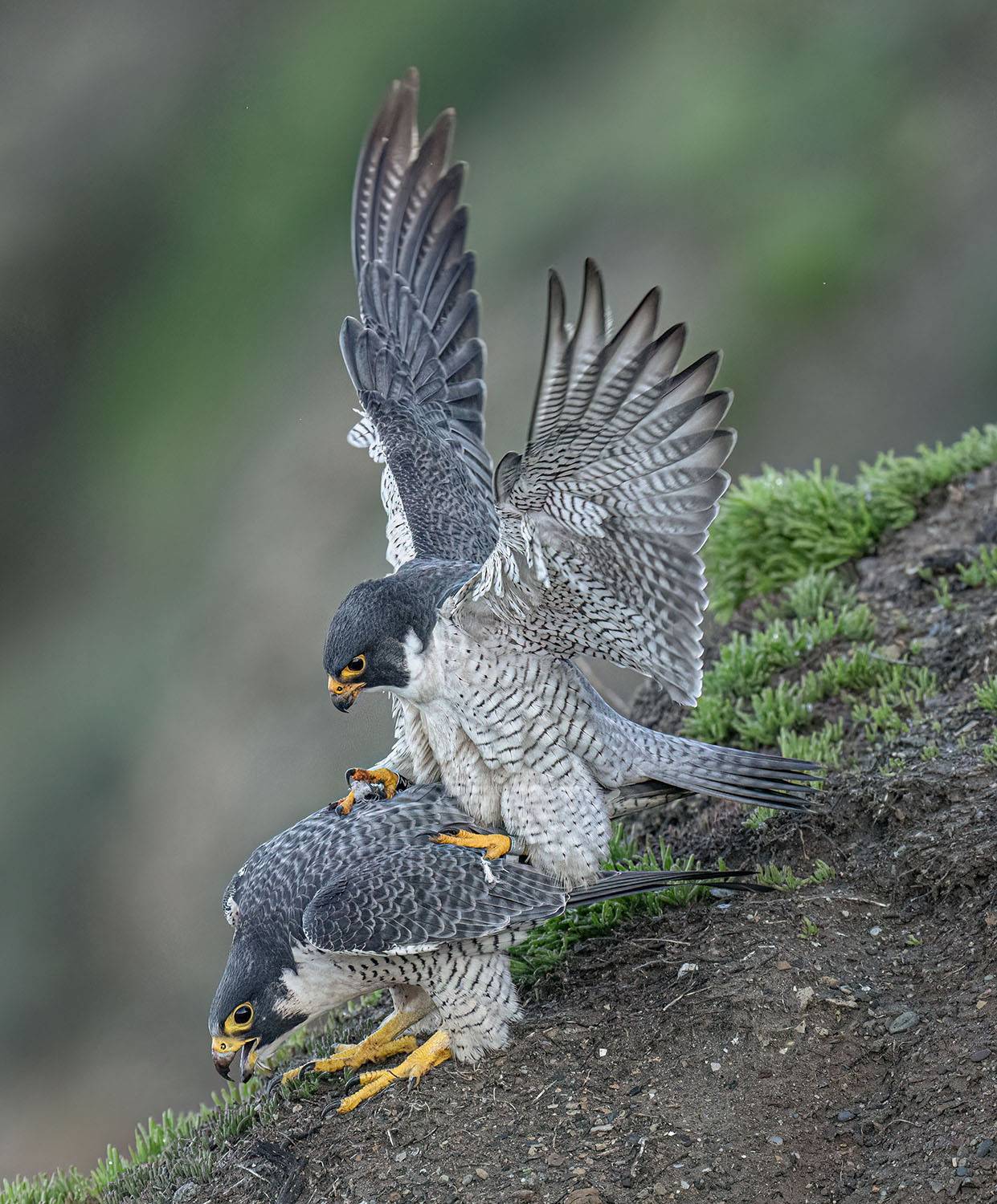 Peregrine Falcons Mating On Ocean Cliff