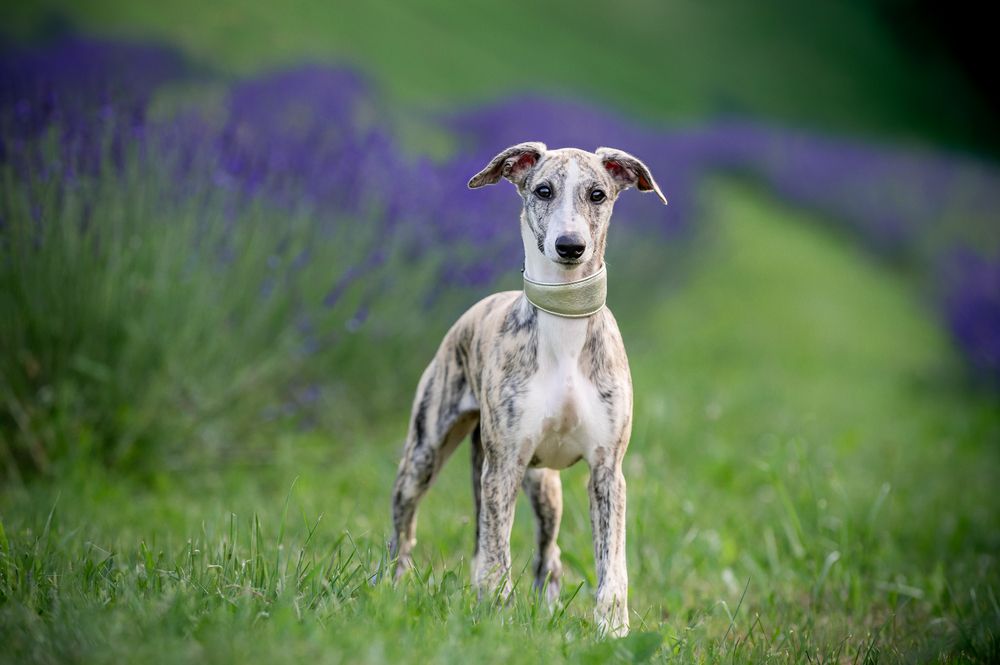 Photograph by Svetlana Soboleva