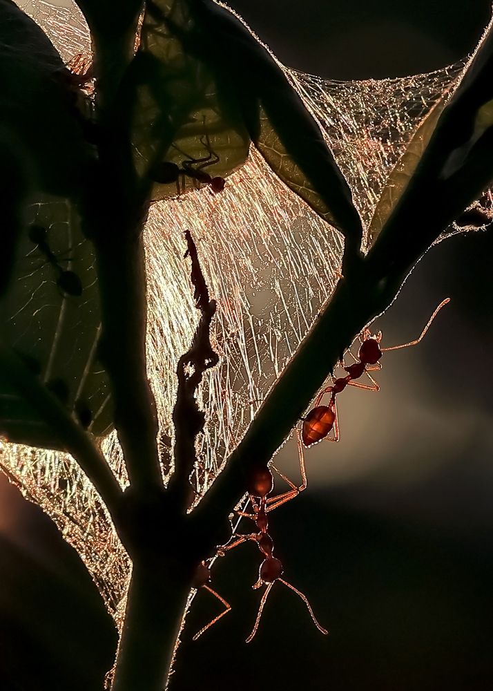 Building a nest for all