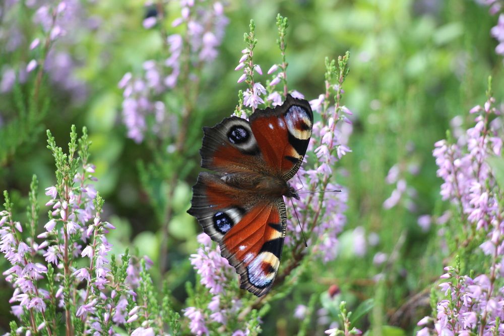 Photograph by Олег Филиппов