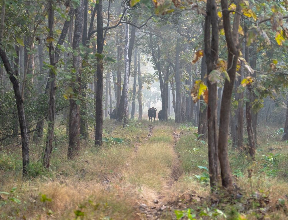 Фотография автора Hari Govindarajulu