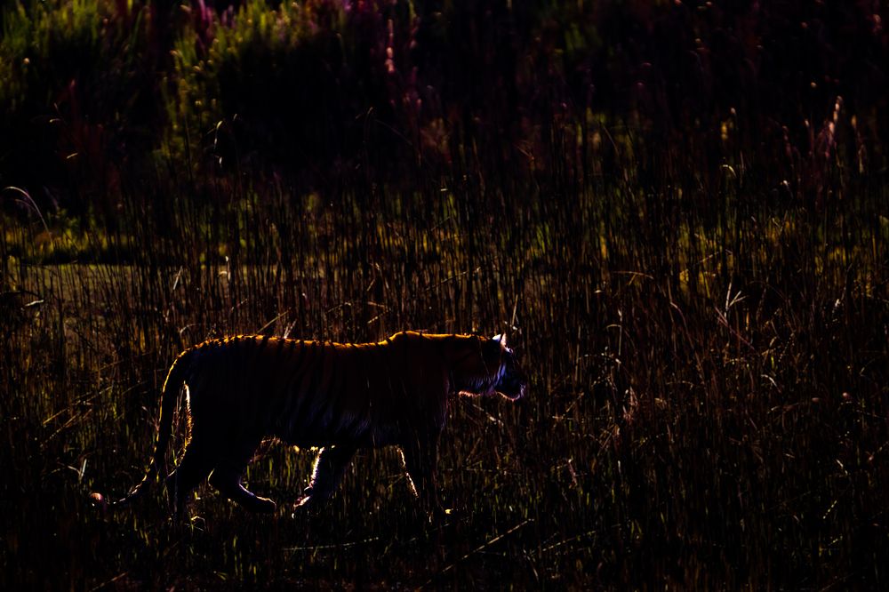 Photograph by Ehsan Biswas