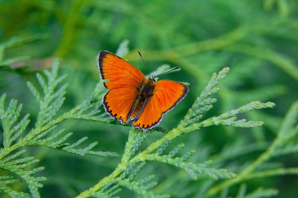 Photograph by Кольцова Мария