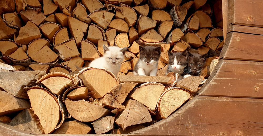 Фотография автора Татьяна Зарипова