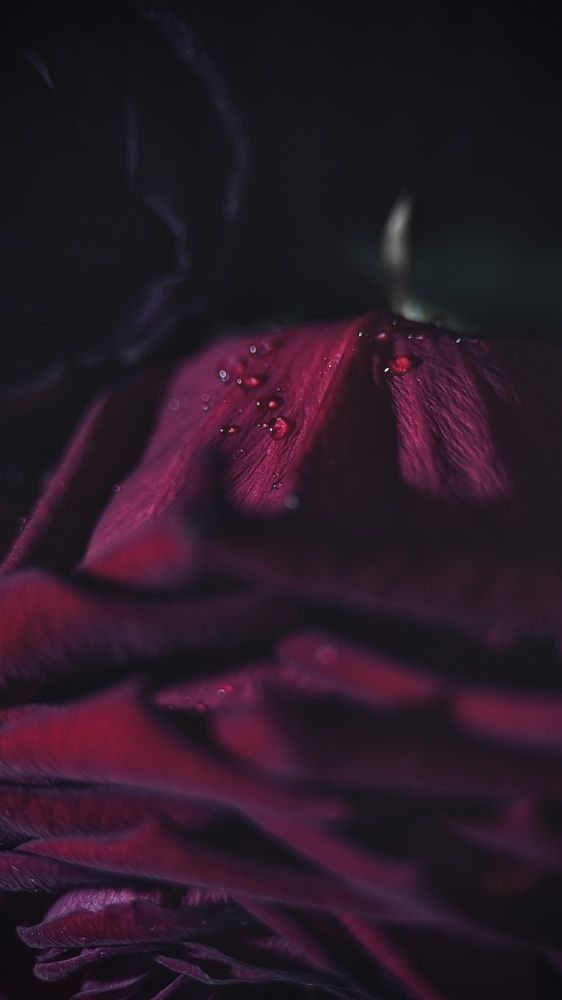 Photograph by Oxana Petlina