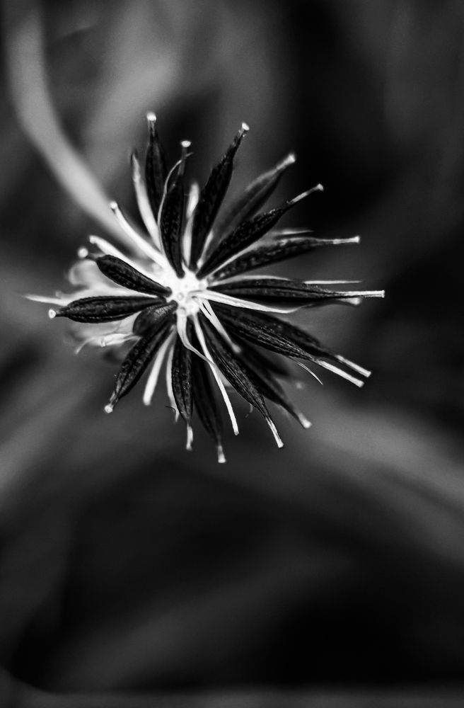 Photograph by Oxana Petlina