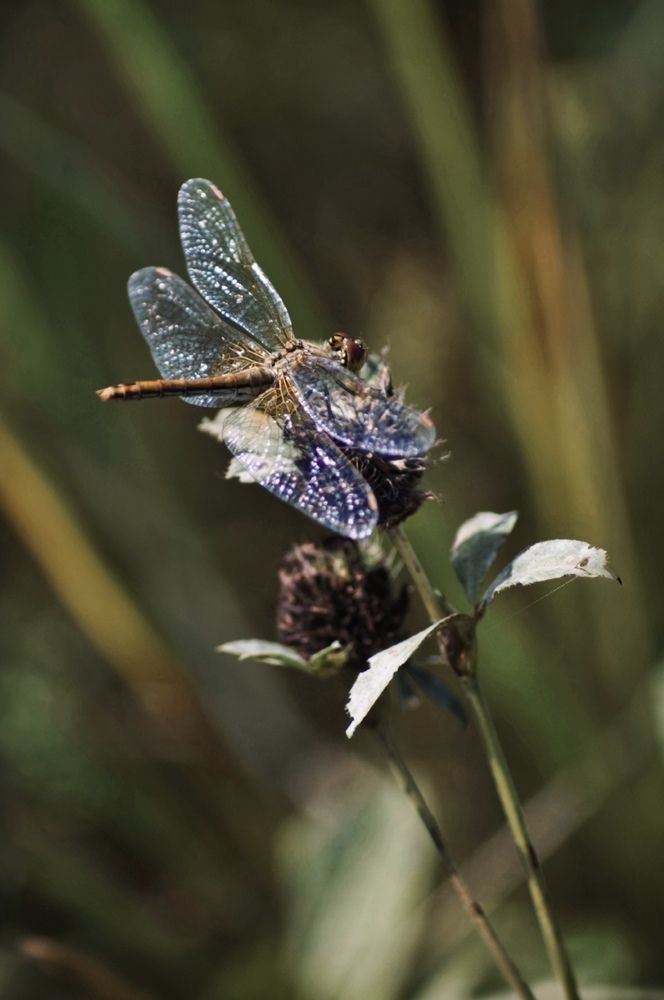 Photograph by Евстратова Оксана