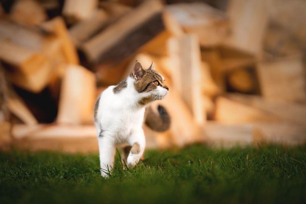 Фотография автора Klára Brůnová