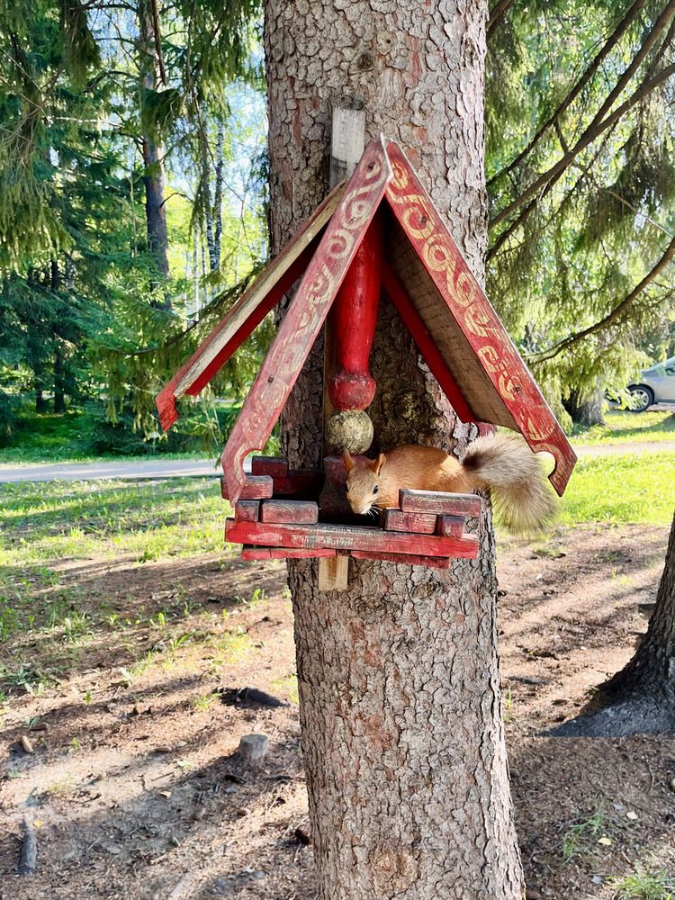 Getting to know a squirrel