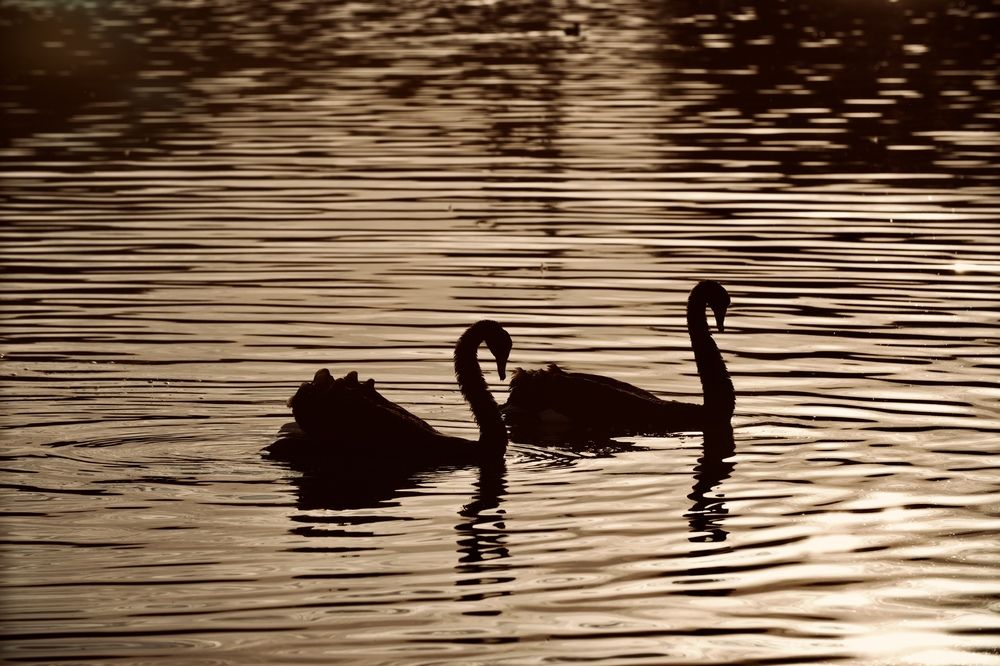 Фотография автора Sarrah Yehia