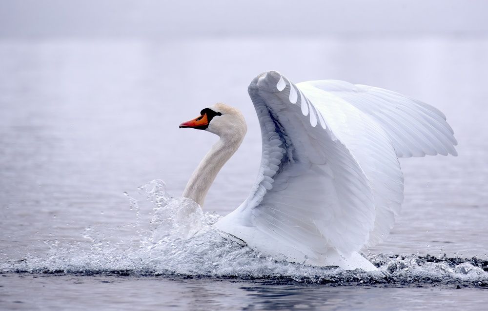 Photograph by Viktor Pavlov