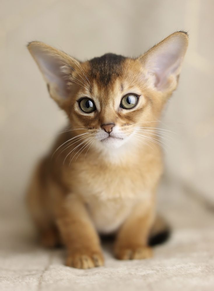 Abyssinian ruddy girl ❤️?