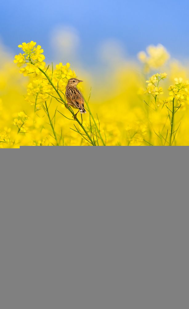 Photograph by Abhijit khatua