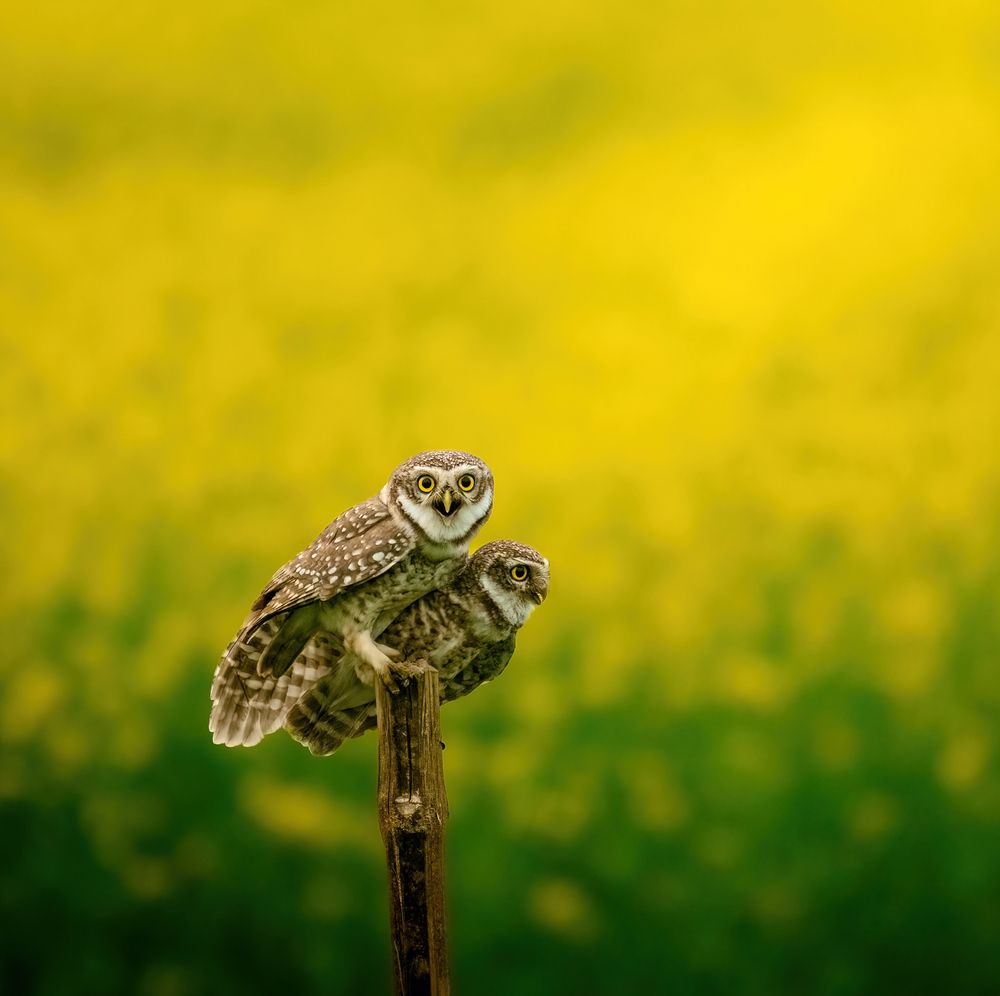 Photograph by Abhijit khatua